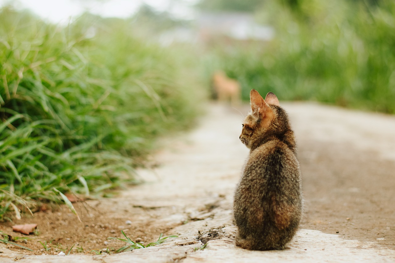 The Traits of the Most Affectionate Cat Breeds